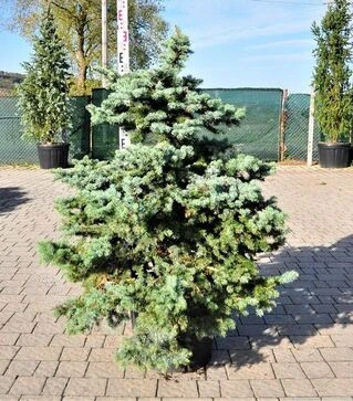 Саджанець ялини колючої Глаука Глобоса ЗКС 55л h100-120