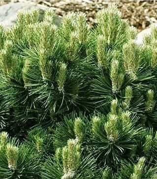 Саджанець сосни чорної Орегон Грін ЗКС 20л h80-100