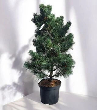Саженец сосны мелкоцветковой Бергманн ЗКС 25л h60-80