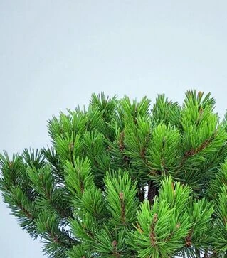 Саджанець сосни гірської Голден Глоу ЗКС 7,5л h30-35