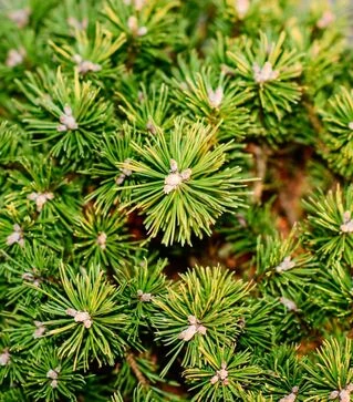 Саженец сосны горной Бенджамин ЗКС 10л h25-30