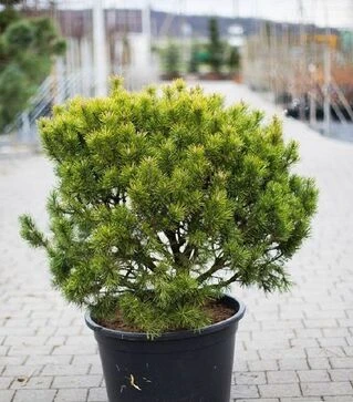 Саженец сосны горной Офир ЗКС 25л h50-60