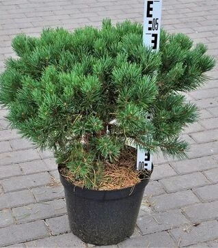 Саджанець сосни звичайної Ватерері ЗКС 20л h50-60