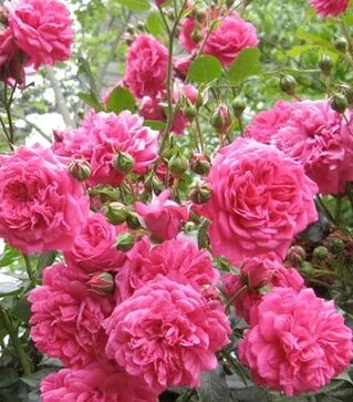 Саженец розы Фэмили Пинк (Family Pink) ЗКС 2г