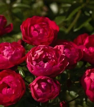 Саджанець троянди Морздаг Ред (Morsdag Red) ЗКС 2р