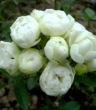 Саженец розы Морздаг Вайт (Morsdag White) ЗКС 2г
