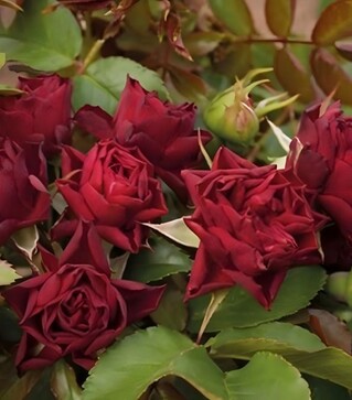 Саженец розы Кларет Пикси (Claret Pixie) ЗКС 2г