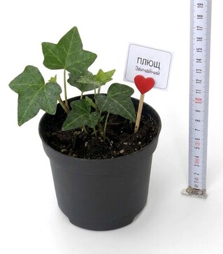 Плющ кімнатний Скутіфолія (Scutifolia) ЗКС 1р 0,5л