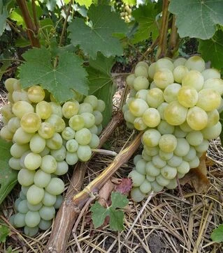 Саженец винограда Антоний Великий ЗКС 2г 1,5л