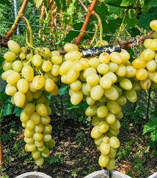 Саженец винограда Аркадия ЗКС 2г 1,5л