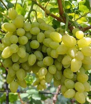Саженец винограда Бажена ЗКС 2г 1,5л