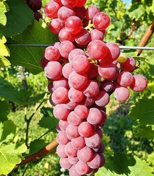 Саженец винограда Совиньон Гри ЗКС 2г 1,5л