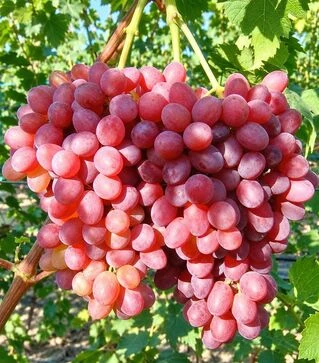 Саженец винограда Красное пламя ЗКС 2г 1,5л