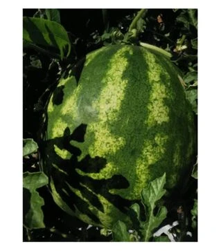 Семена арбуза Тейтум (ИНХ 1805) F1, п.о. 100 семян (Innova Seeds)