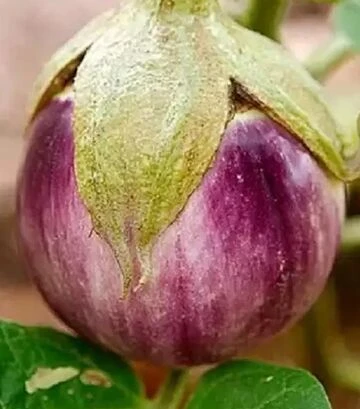 Насіння баклажану Б`янка Смуфаті ді Роса, 500 г (Hortus) - фото 2