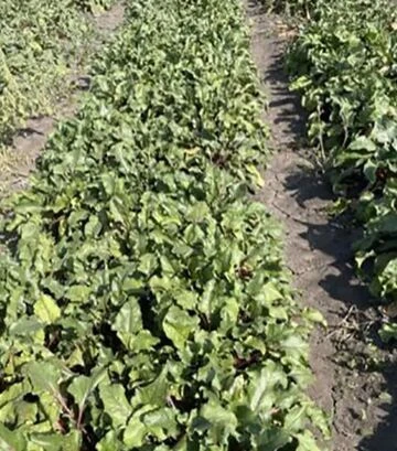 Насіння буряка Атлас F1, п.о. 250 тис.насінин (Spark Seeds) - фото 3