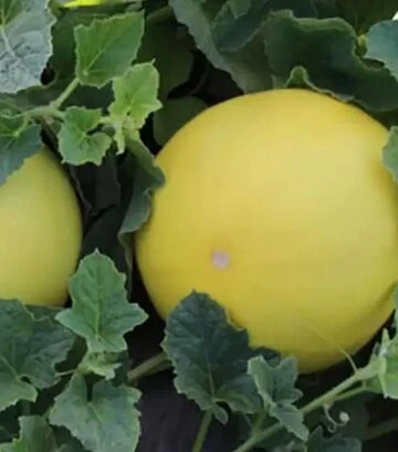 Семена дыни Шинары F1, п.е. 1 тыс. семян (Kitano Seeds) - фото 2