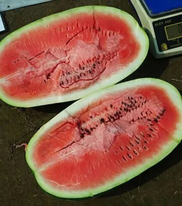 Семена арбуза Ромина F1, п.е. 1000 семян (Cora Seeds) - фото 2