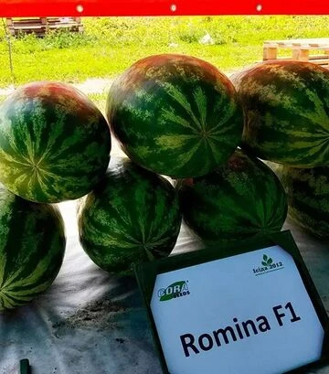 Семена арбуза Ромина F1, п.е. 1000 семян (Cora Seeds) - фото 3