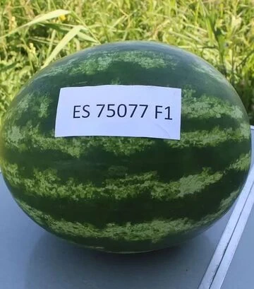 Семена арбуза ES 75077 F1, п.е. 500 семян (Ergon) - фото 3