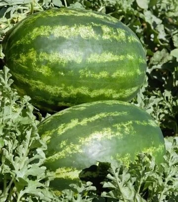 Семена арбуза ES 75127 F1, п.е. 500 семян (Ergon) - фото 2