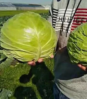 Семена белокочанной капусты Чита F1, п.е. 2500 семян (Takii Seed) - фото 2