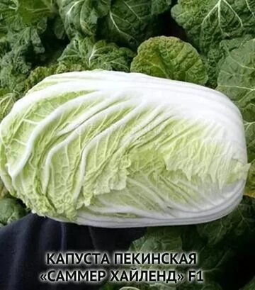 Семена пекинской капусты Саммер Хайленд F1, п.е. 2500 семян (NongWoo Bio) - фото 3