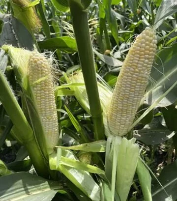 Насіння кукурудзи Айрон F1, п.о. 25 тис насінин (Spark Seeds) - фото 2