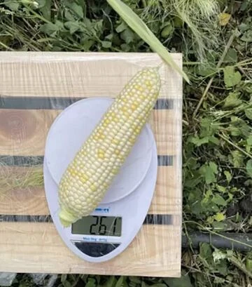 Насіння кукурудзи Айрон F1, п.о. 25 тис насінин (Spark Seeds) - фото 3
