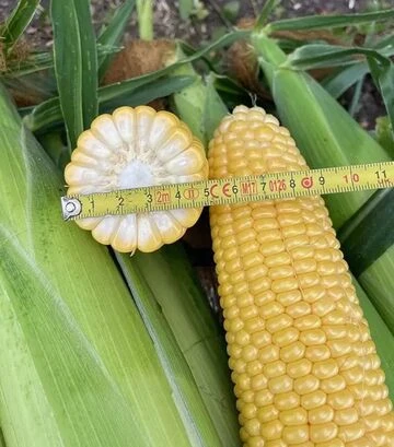 Насіння кукурудзи Нокаут F1, п.о. 2500 насінин (Spark Seeds) - фото 3