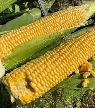 Семена кукурузы 1801 F1, п.е. 25 тыс семян (Spark Seeds) - фото 2