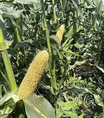 Насіння кукурудзи Світ Лакі F1, п.о. 2500 насінин (Spark Seeds) - фото 3