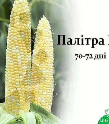Семена кукурузы Палитра F1, п.е. 1 тыс. семян (МНОГОР) - фото 2