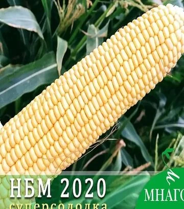 Семена кукурузы НБМ 2020 F1, п.е. 1 тыс. семян (МНОГОР) - фото 2