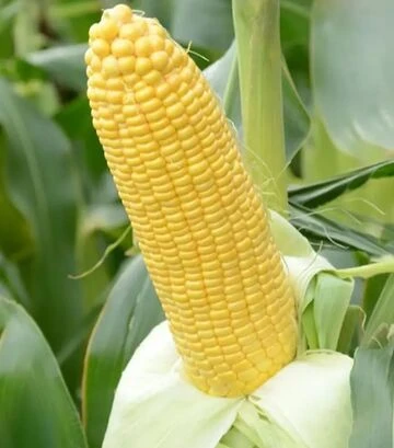 Насіння кукурудзи Баха F1, п.о. 5 тис.насінин (May Seeds) - фото 2