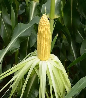 Насіння кукурудзи Флагман F1, п.о. 5 тис.насінин (May Seeds) - фото 2