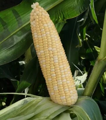 Семена кукурузы Майбико F1, п.е. 10 тыс. семян (May Seeds) - фото 2