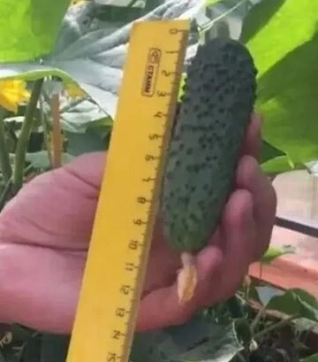 Семена огурца Фурор F1, п.е. 500 семян (Leda Agro) - фото 3
