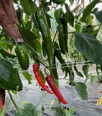 Семена перца Тойо F1, п.е. 500 шт семян (Spark Seeds) - фото 3
