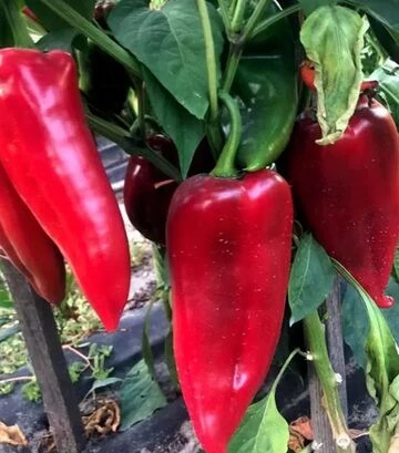 Семена перца Фанат F1, п.е. 500 шт семян (Spark Seeds) - фото 2