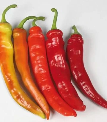 Насіння перцю КС 6215 F1, п.о. 500 насінин (Kitano Seeds) - фото 2