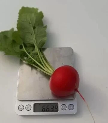 Семена редиса KS 1297 F1, 250 г (Kitano Seeds) - фото 3