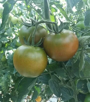 Семена томата Наоми F1, п.е. 500 семян (Breeding Seeds) - фото 2