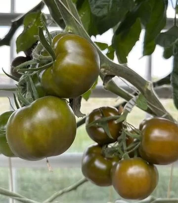 Семена томата Наоми F1, п.е. 500 семян (Breeding Seeds) - фото 3