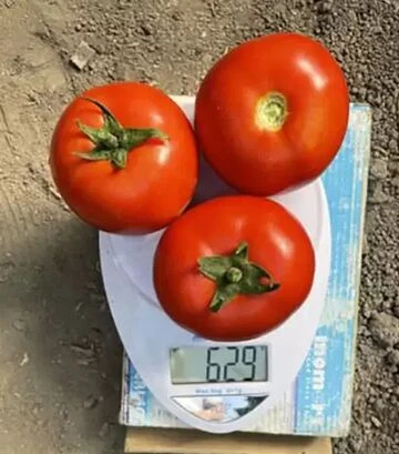 Насіння томату F155 F1, п.о. 1 тис. насінин (Spark Seeds) - фото 2