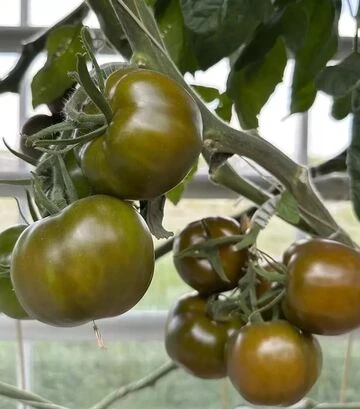 Семена томата Наоми F1, п.е. 1 тыс. семян (Breeding Seeds) - фото 3