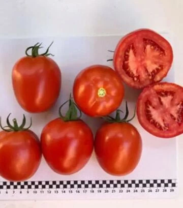 Семена томата Энигма F1, п.е. 1 тыс. семян (Spark Seeds) - фото 2