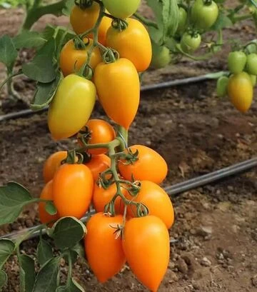 Насіння томату КС 1430 F1, п.о. 1 тис. насінин (Kitano Seeds) - фото 2