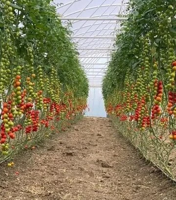 Семена томата Деличчио F1, п.е. 250 семян (Hazera) - фото 3