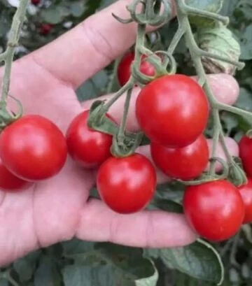 Семена томата Денвер F1, п.е. 250 семян (Spark Seeds) - фото 2